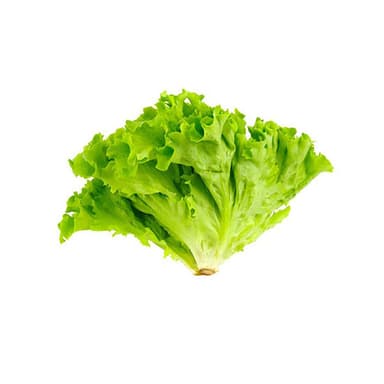 Lettuce