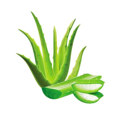 Aloe Vera Leaf