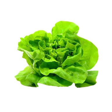 Green Leaf Lettuce